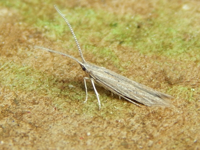 Coleophoridae: cfr. Coleophora granulatella